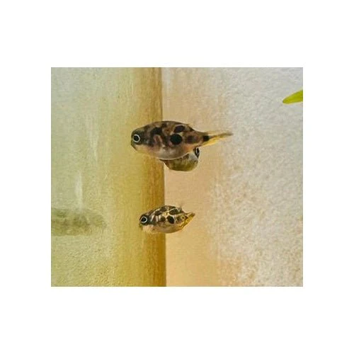 Pea Pufferfish - Image 2