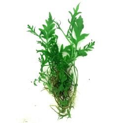 Aquarium Plants Mystery Box (Free Shipping) - Image 15