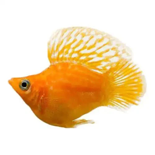 Balloon Molly (Buy 5 Get 1 Free)