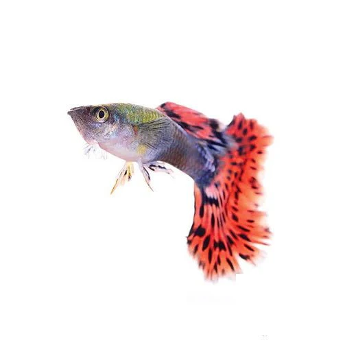 Assorted Cobra Guppy - Male