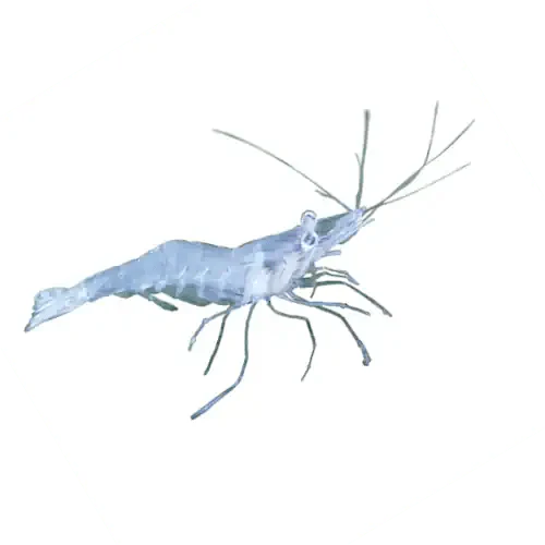 FRESHWATER GLASS SHRIMP - AUSTRALIAN