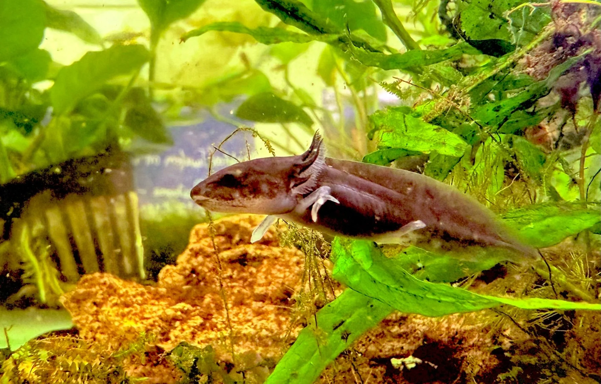 Black Axolotls 15cm