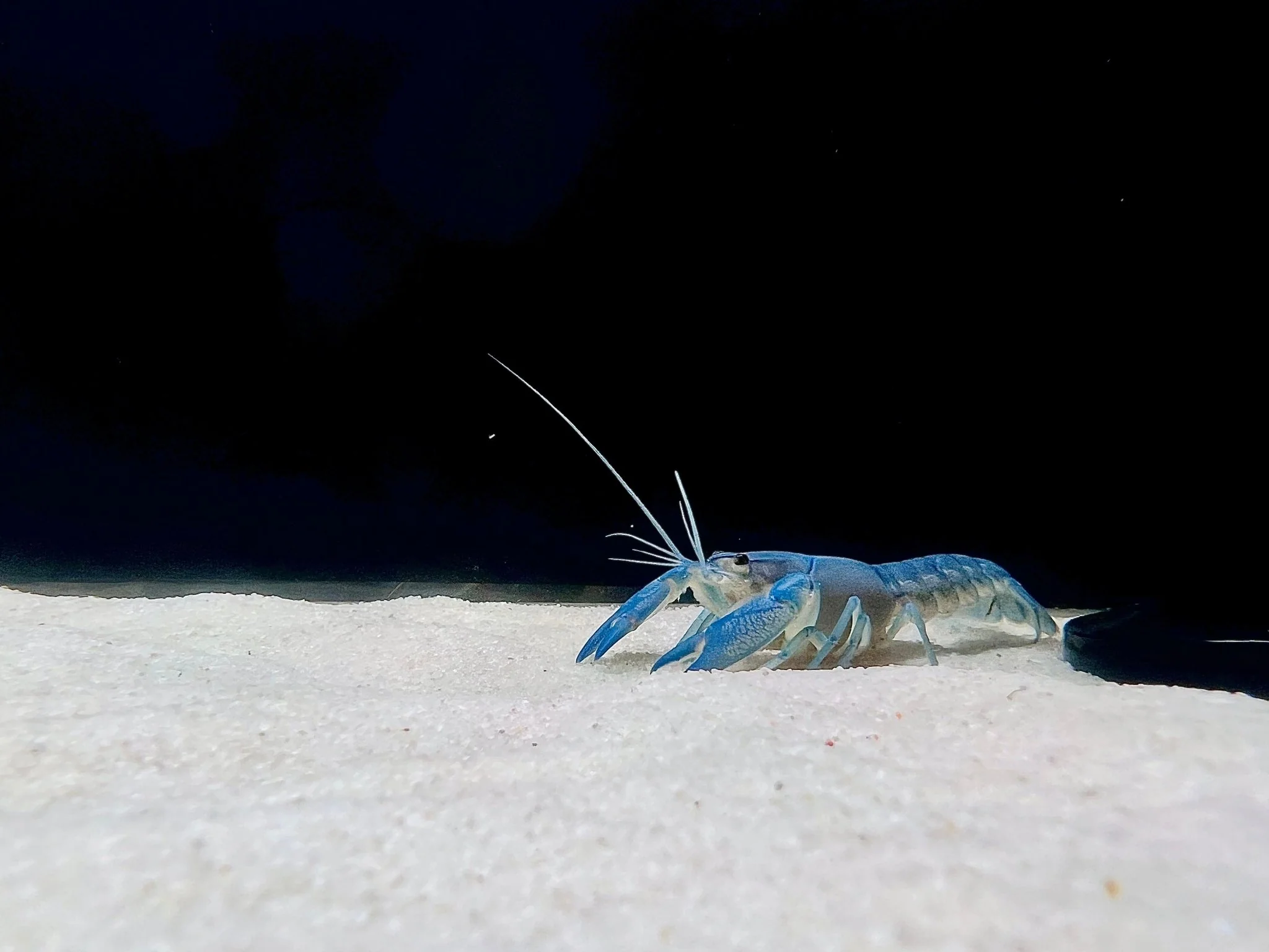 BLUE PEARL YABBY