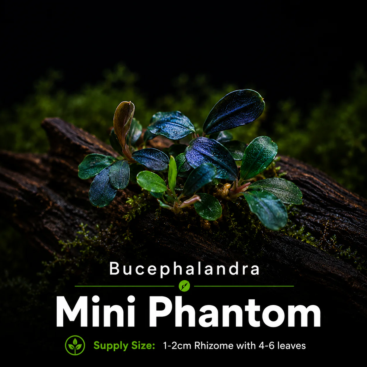 PLANTS - LOW MAINTENANCE BUNCHES