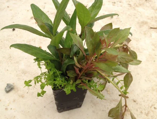 MIXED POT WITH 3-4 PLANTS