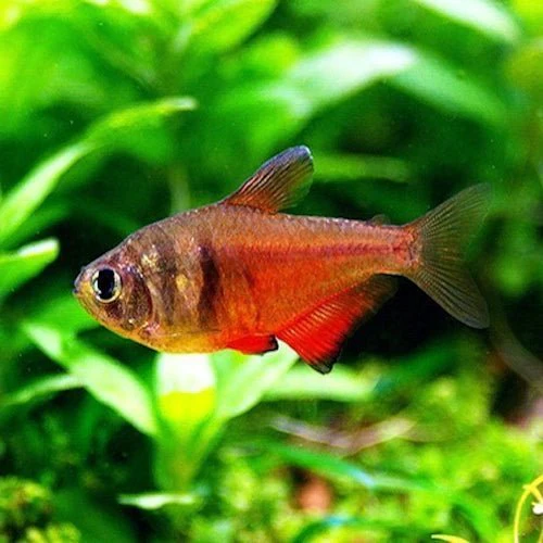 Flame Tetra (Buy 5 Get 1 Free)