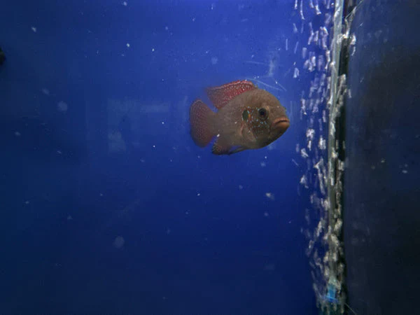 Forest Jewel Cichlids (L)