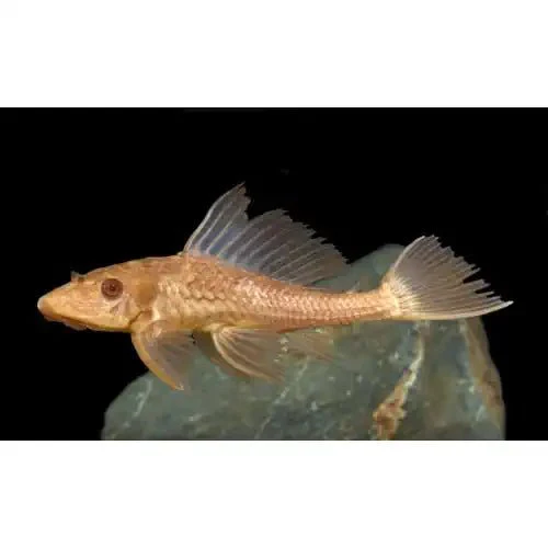 Golden Plecostomus Catfish - 4cm