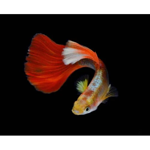 GUPPY - ASSORTED - Image 2