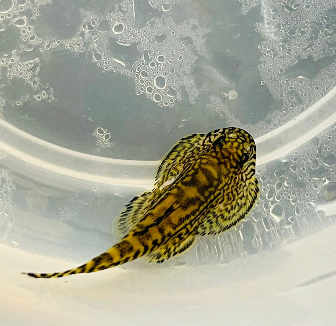 HILLSTREAM LOACH (Pre Order)
