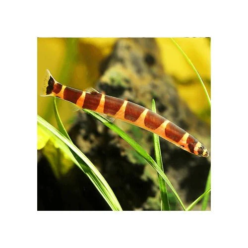 Kulhi Loach - Striped