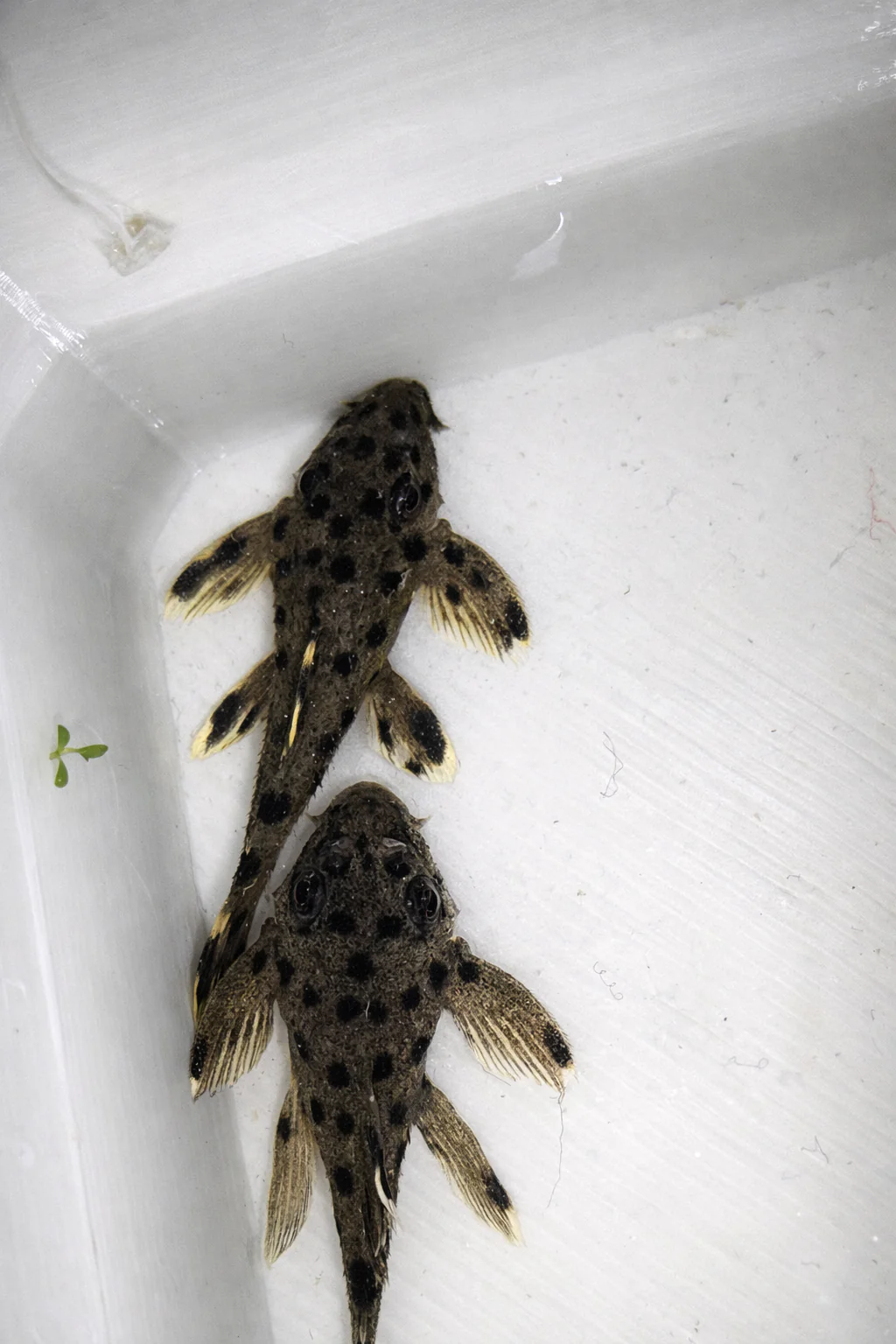 L264 Sultan Pleco