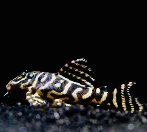 PLECO L340 Mega Clown Pleco