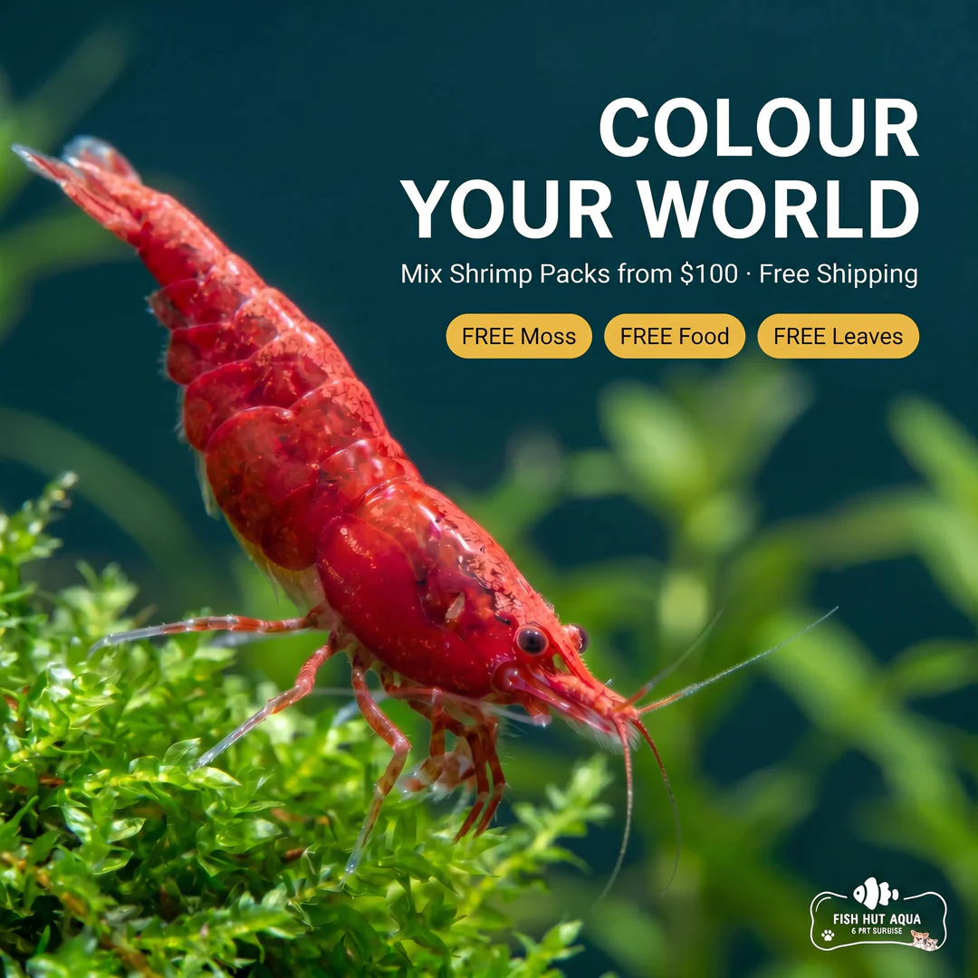 MIX Pack of Shrimps 20pk (Free Shipping Offer) - Image 3