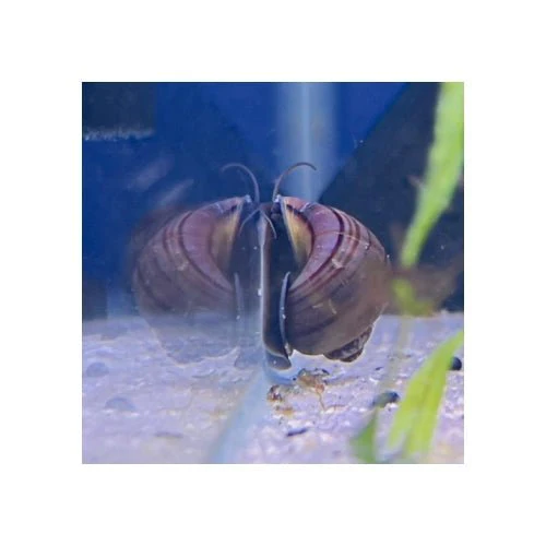 Mystery Snail Purple - Juvenile - Image 3