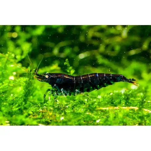 Orange Eye Tiger Shrimps (mix-grades)