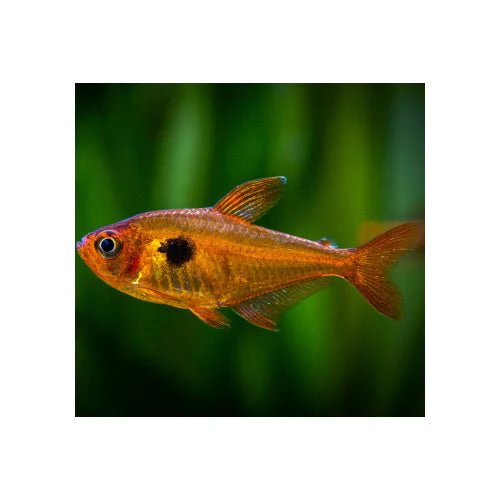 Serpei Tetra