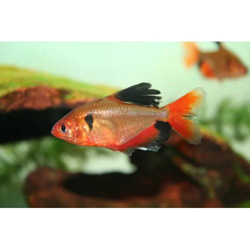 Serpei Tetra - Image 2