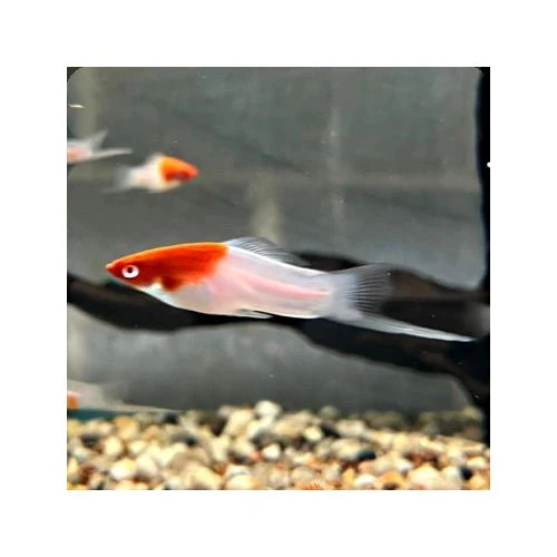 SWORDTAIL KOHAKU