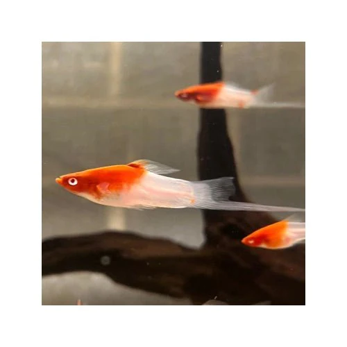 SWORDTAIL KOHAKU - Image 2