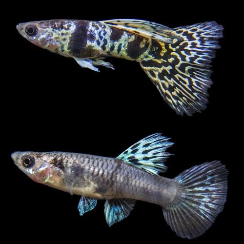 Blue Tiger King Cobra Guppy Pair