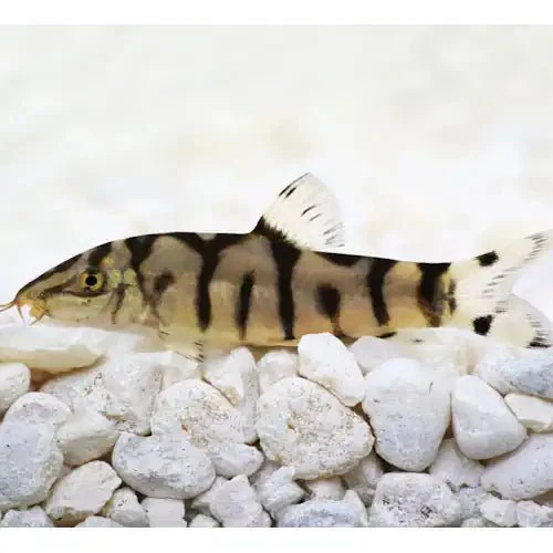 YoYo Loach (Buy 5 Get 1 Free)